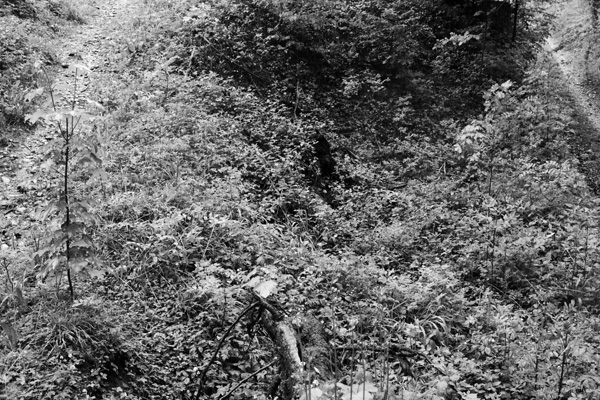 Ernst S.